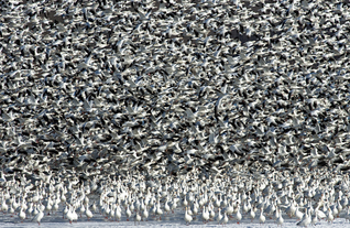 A la découverte de la diversité des oiseaux