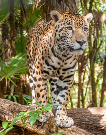 À la découverte de la plus grande jungle du Monde !